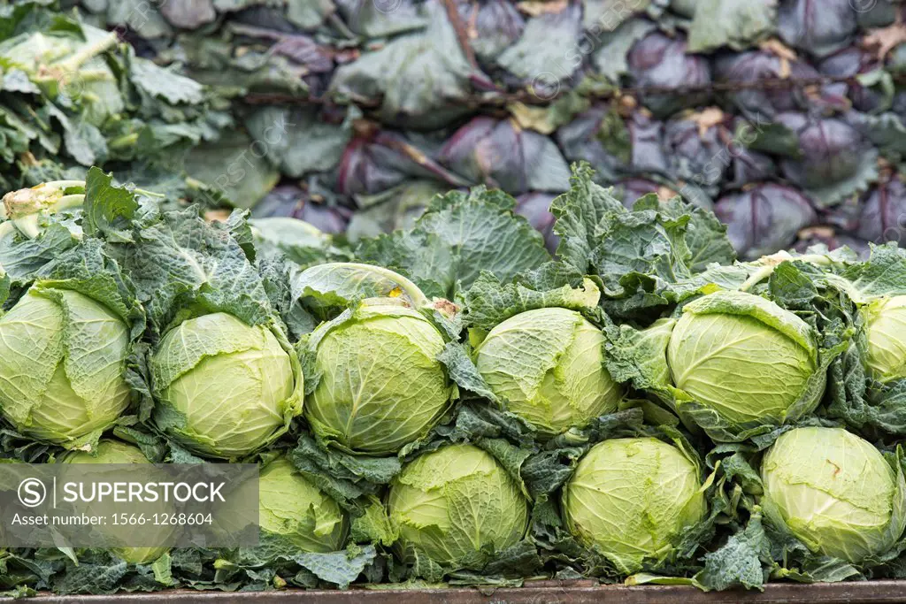 Cabbages stacked up at Lo Valledor central wholesale produce market in Santiago, Chile