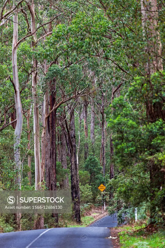 Eucalyptus trees (Eucalyptus obliqua) line the Otway Lighthouse Road in the Great Otway National Park, Cape Otway Victoria, Australia.