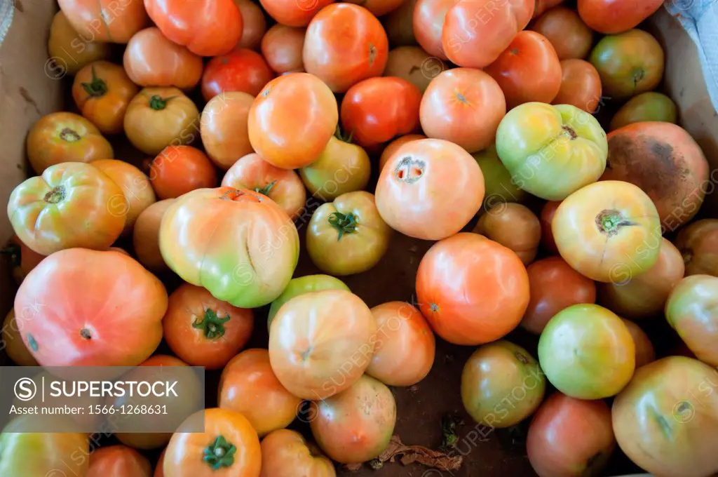Tomato production and sorting on a tomato farm in Rancagua, Chile
