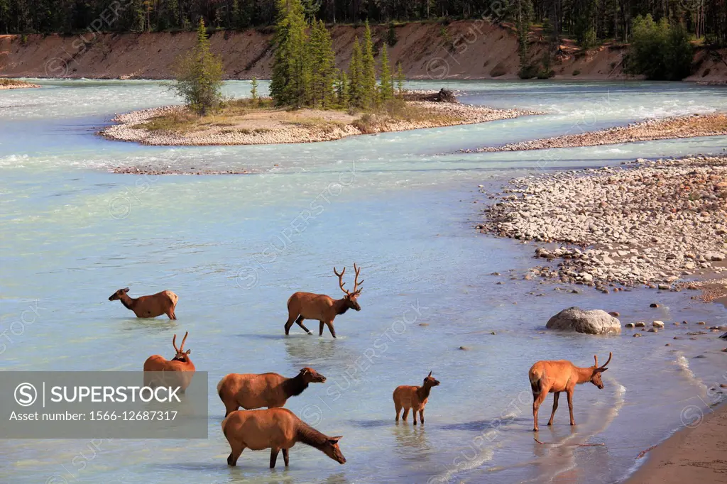 Canada, Alberta, Jasper National Park, Athabasca River, elk, cervus canadensis,.