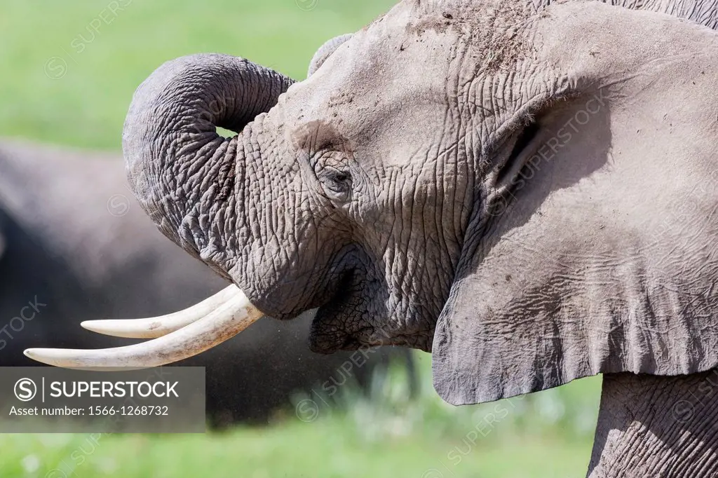 African bush elephant (Loxodonta africana), in Amboseli National Park. Africa, East Africa, Kenya, December