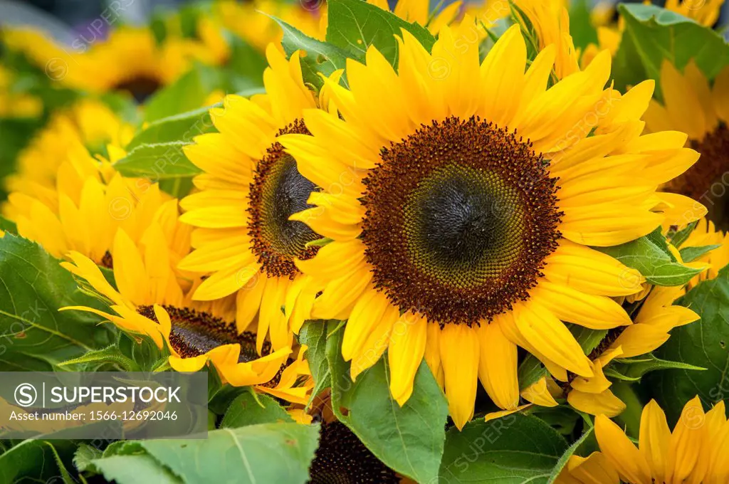 Sunflowers for sale at a Farmers Market.