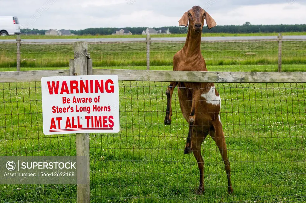 Goat standing up against a fence next to a warning sign.