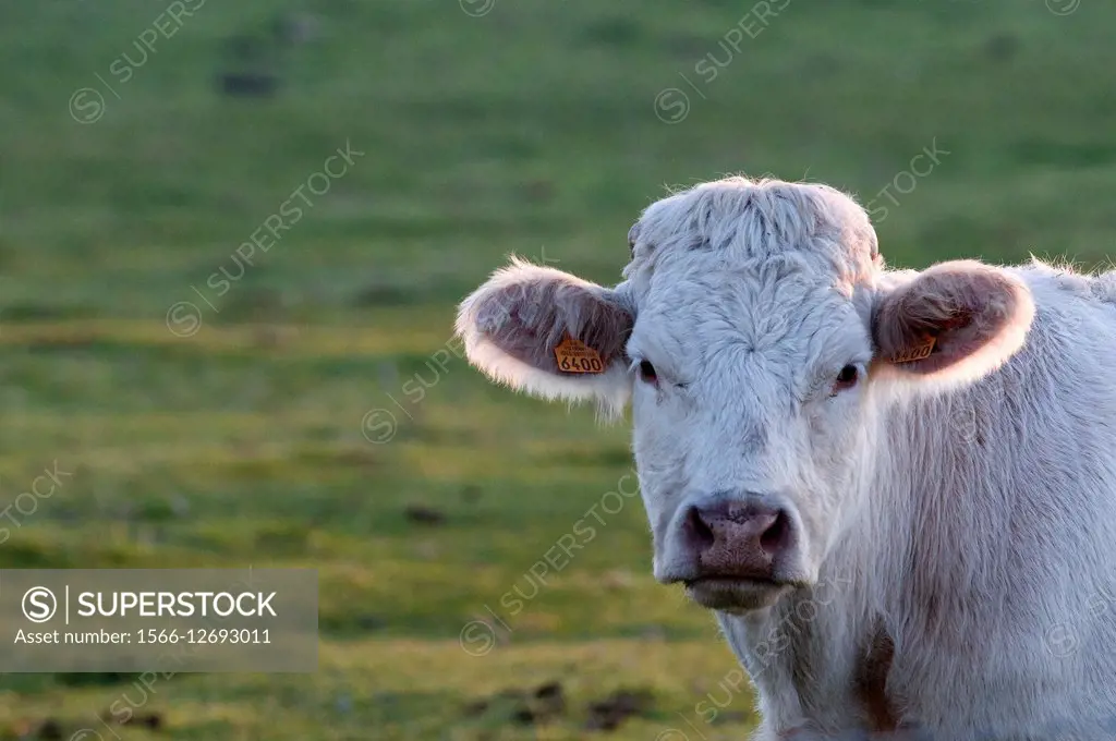 Charolais cattle (Bos taurus) France