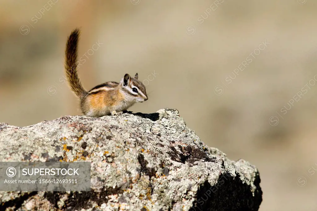 Least chipmunk (Tamias minimus) - Rocky Mountain National Park, Estes Park, Colorado.