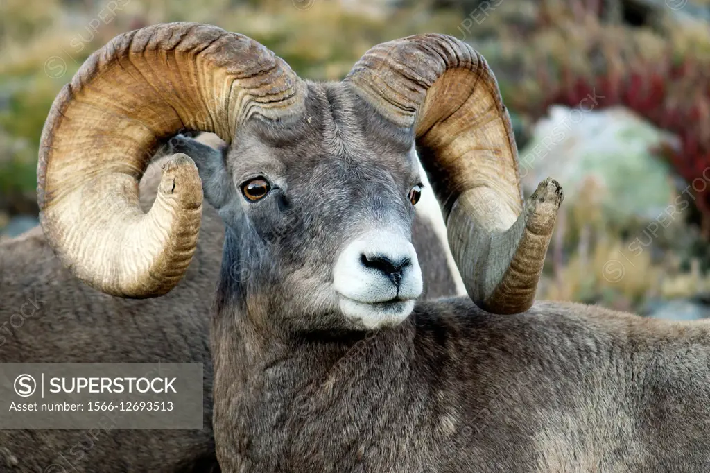 Rocky Mountain Bighorn Sheep (Ovis canadensis) - Rocky Mountain National Park - near Estes Park, Colorado, USA.