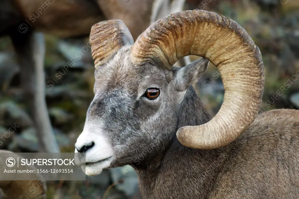Rocky Mountain Bighorn Sheep (Ovis canadensis) - Rocky Mountain National Park - near Estes Park, Colorado, USA.