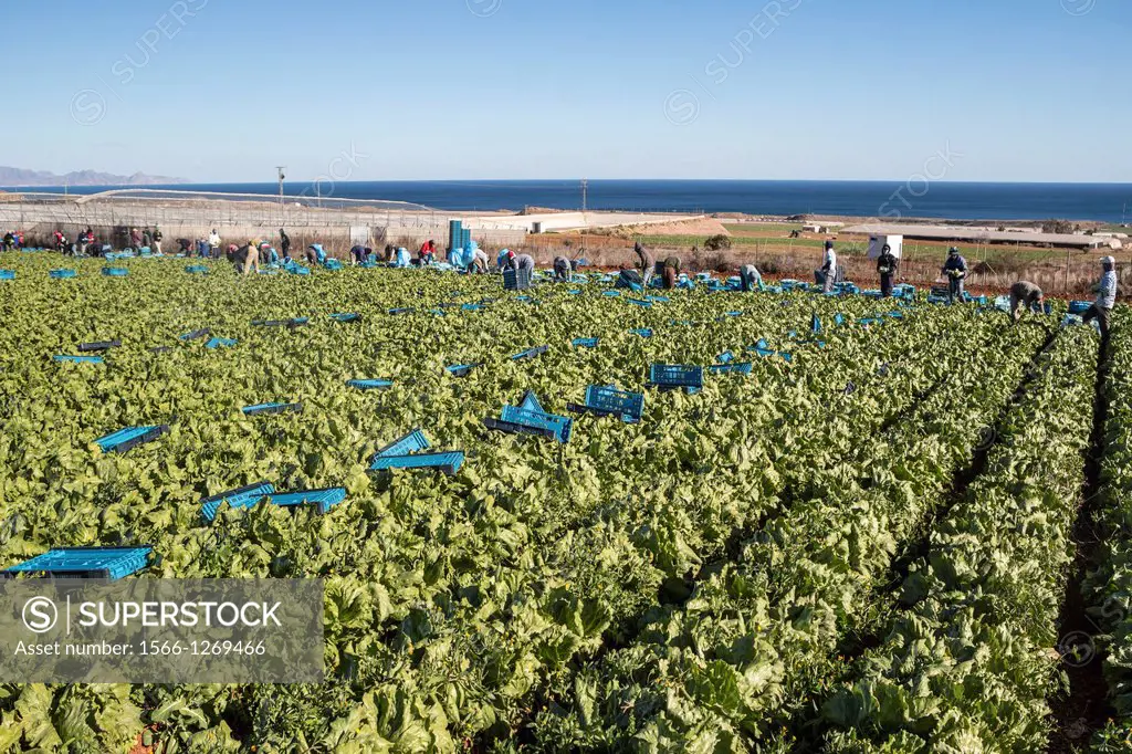 Spain , Murcia Province , Lettuce field
