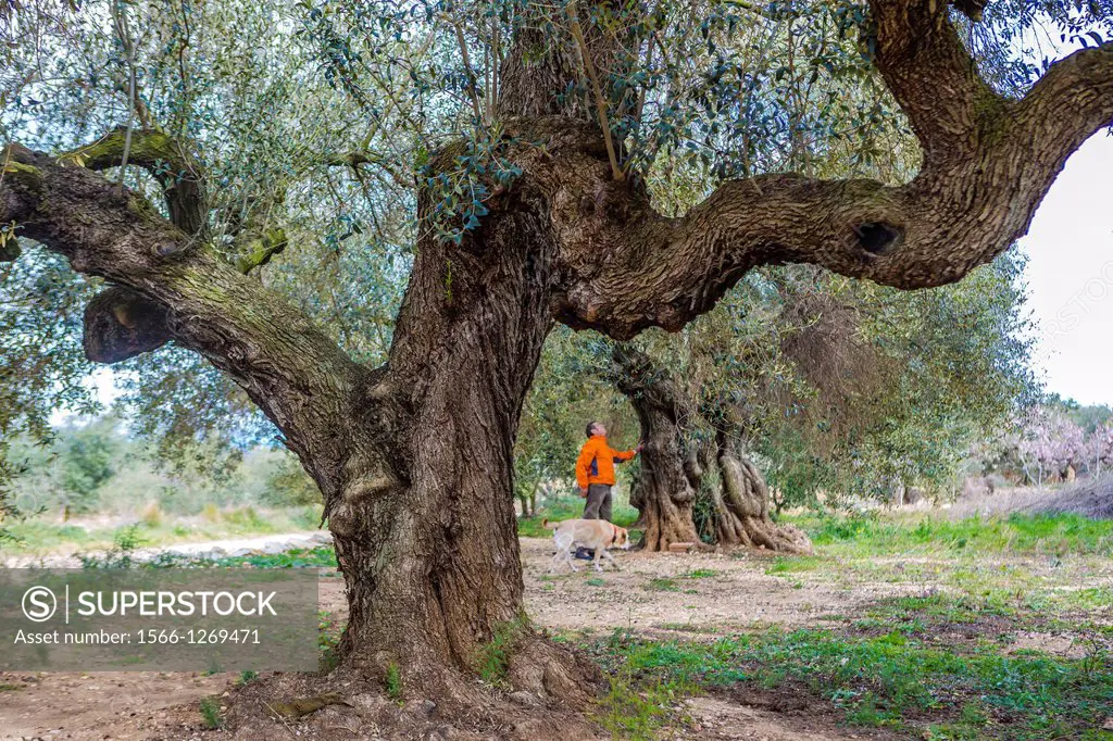 Spain , Catalunya Region , Ulldecona City, Millenary Olive tree