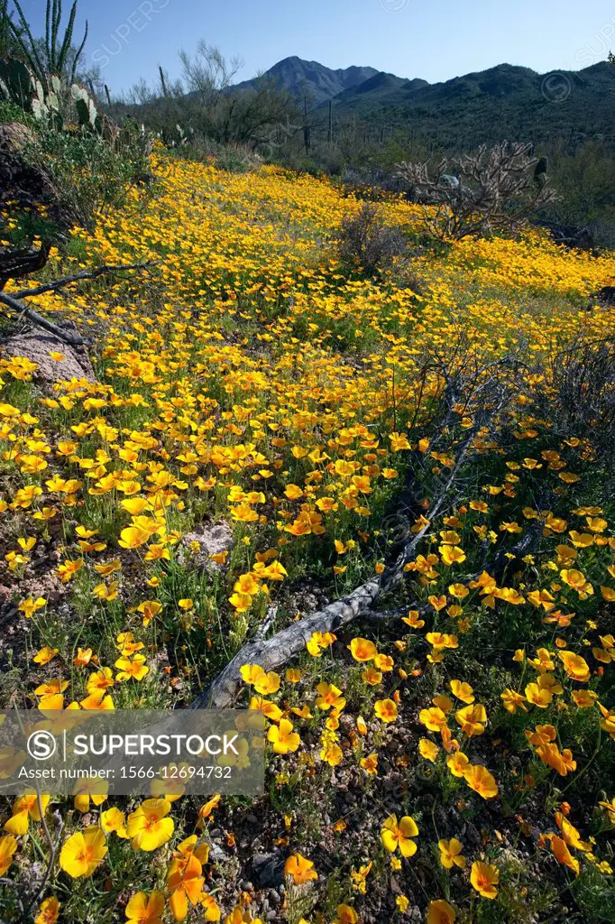 Spring in the Sonoran Desert. Mexican Poppies bloom in Saguaro National Park West, Tucson, Arizona.