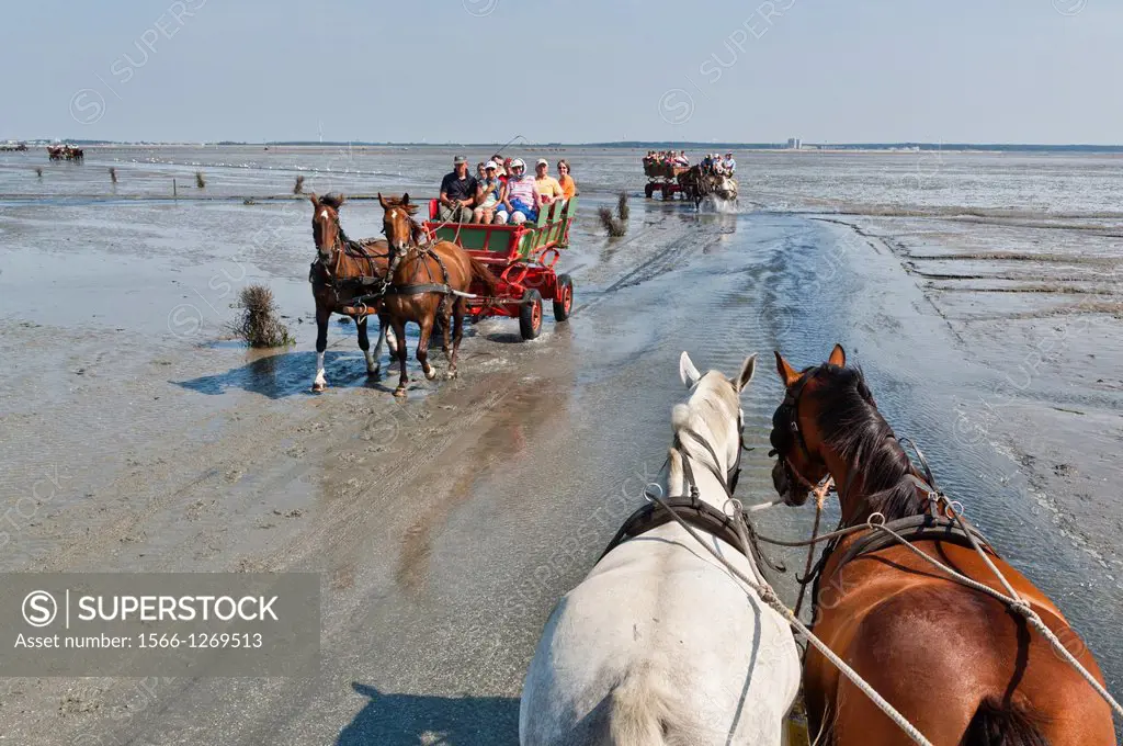 Germany, Lower Saxony, North Sea, tourists utilizing the low tide to traverse the mudflats from Neuwerk Island to Cuxhaven by horse carriages