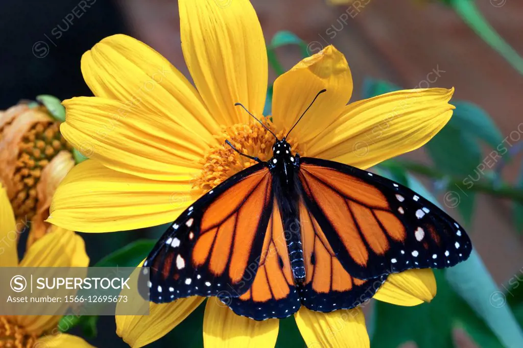 Monarch butterfly (Danaus plexippus).
