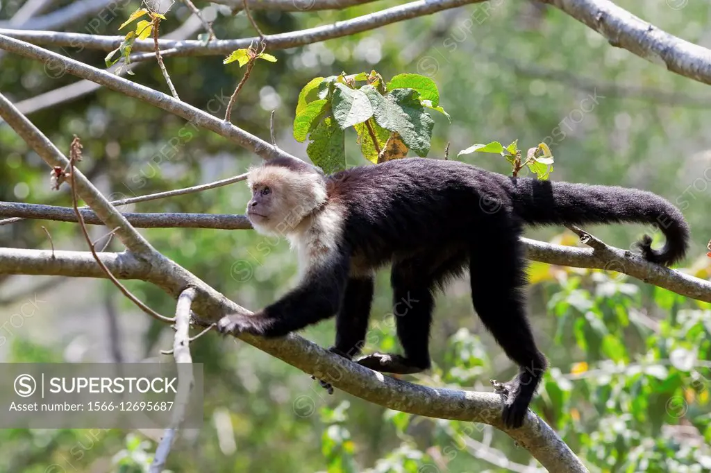 White-headed capuchin (Cebus capucinus) aka: white-faced capuchin or white-throated capuchin, Costa Rica.