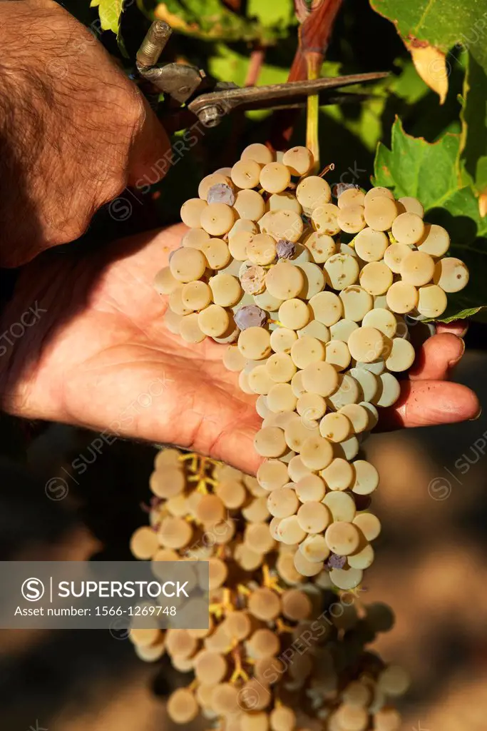 Bodegas Del Pino, Harvesting Pedro Ximenez wine grapes, Vintage in a vineyard in Montalban de Cordoba, Montilla-Moriles area, Cordoba province, Andalu...