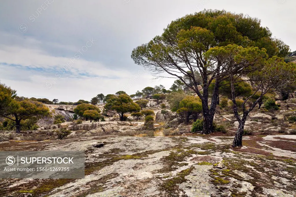 Pines in Canto Gordo  Cadalso de los Vidrios  Madrid  Spain
