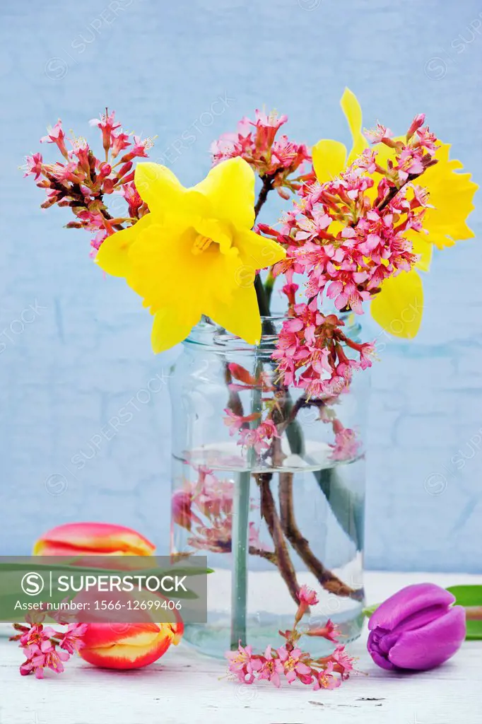 Daffodils and tulips with glass vase