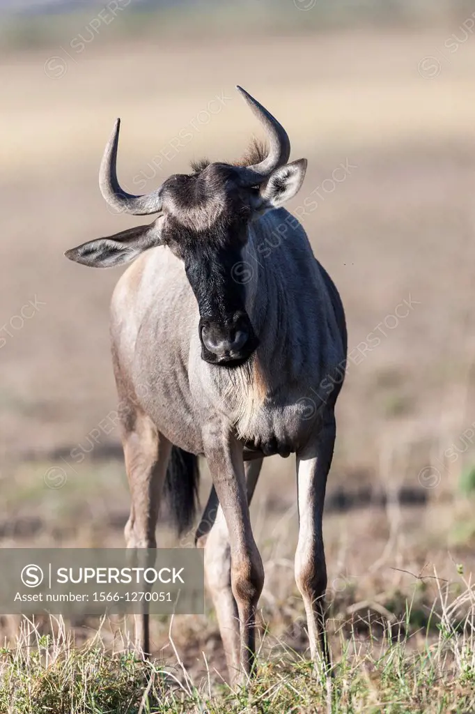 Blue wildebeest Connochaetes taurinus, subspecies Eastern white-bearded wildebeest Connochaetes taurinus albojubatus, in the Amboseli National Park  A...
