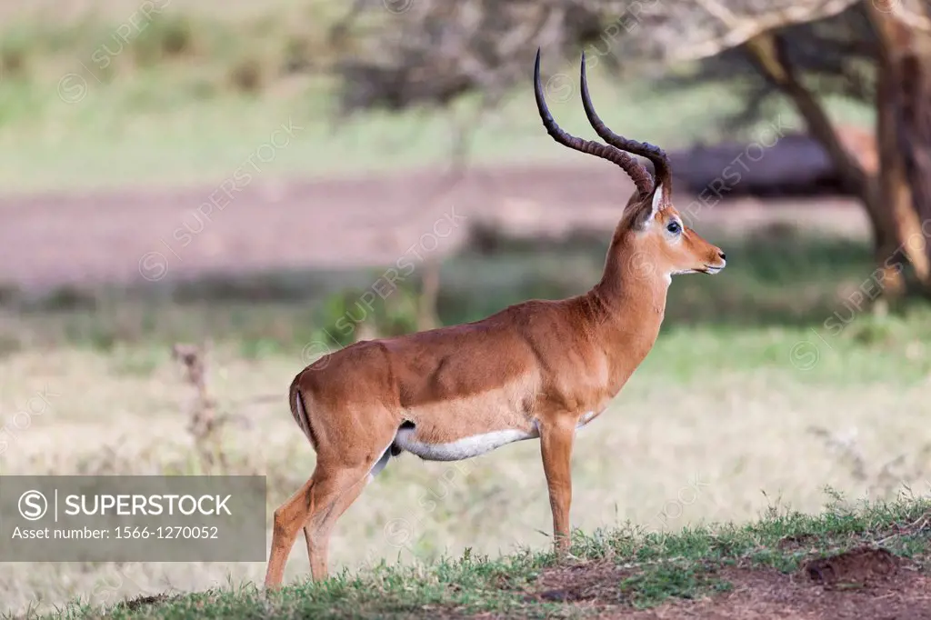 Impala Aepyceros melampus , male is guarding his territory, Lewa Game Reserve  Africa, East Africa, Kenya, December