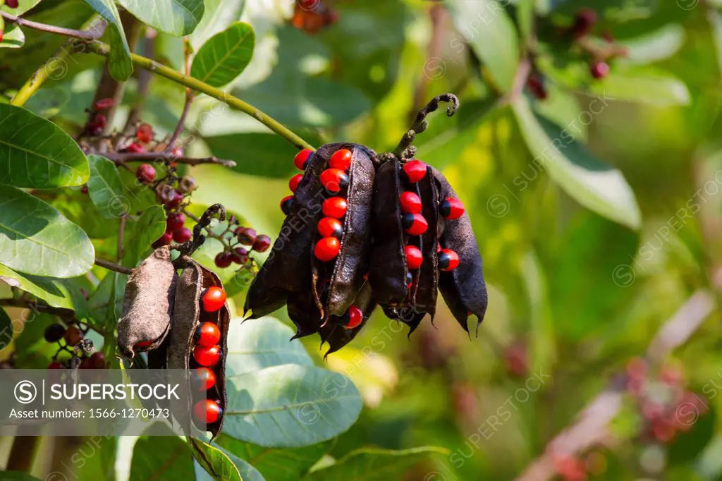 Rosary Pea or Crab's Eye or Indian licorice (abrus precatorius) in Wildflower Preserve in Englewood Florida . A very poisonous tropical woody vine wit...
