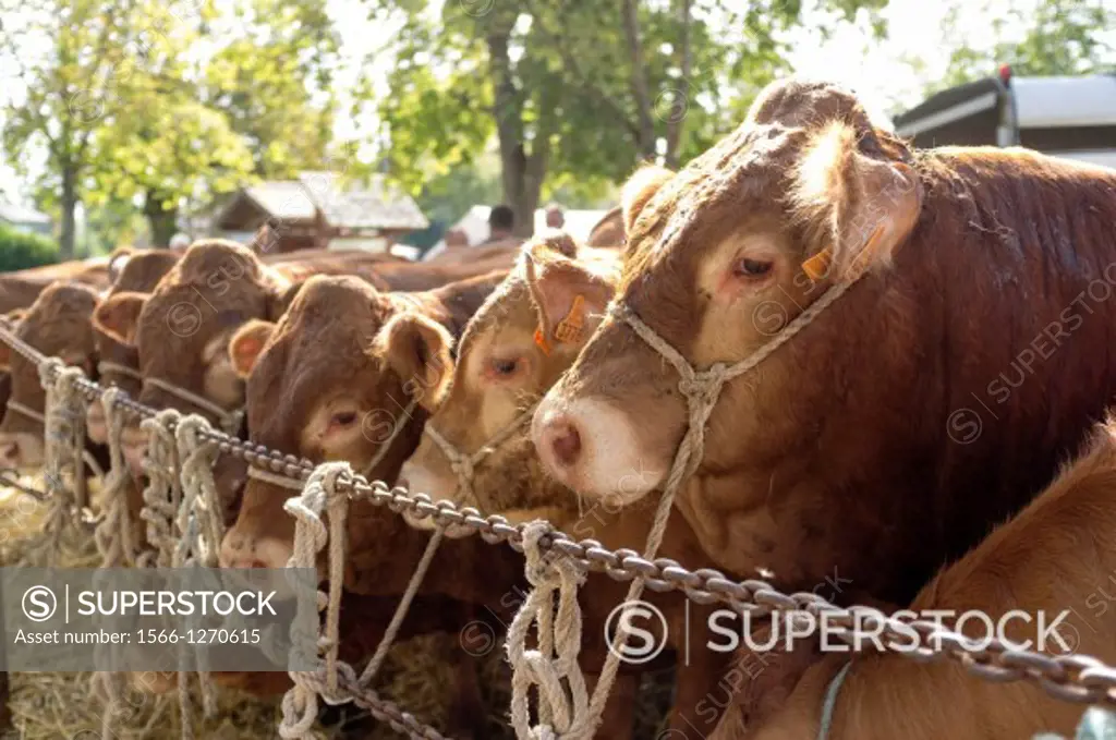 Limousine breed cattle at a agricultural market, Dun-le-Palastel, La Creuse, Limousin, France