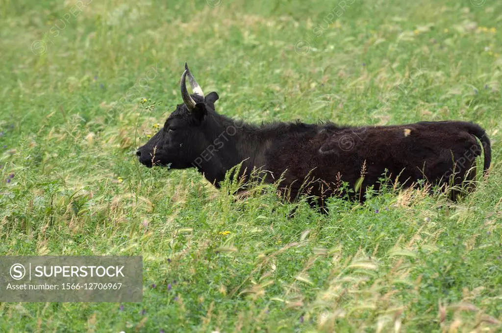 Bull of Camargue, Camargue, France