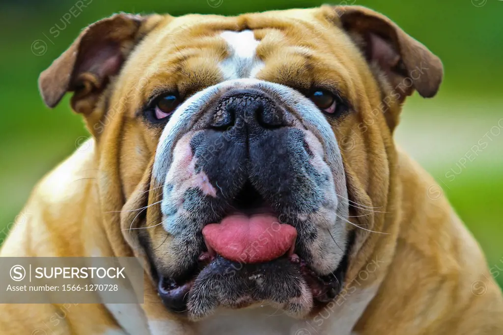 Close-up english bulldog