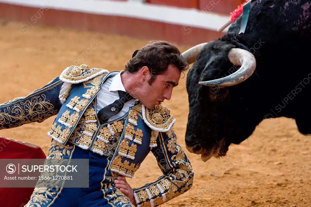 The Spanish bullfighter El Fandi between the horns of the bull, Spain
