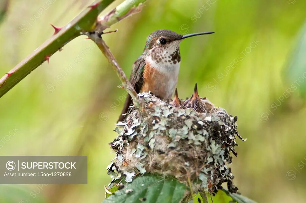 Rufus humming selasphorus rufus bird guarding her babies in the nest The nest is held together with spider web, small leaves and hair. Ladner, British...