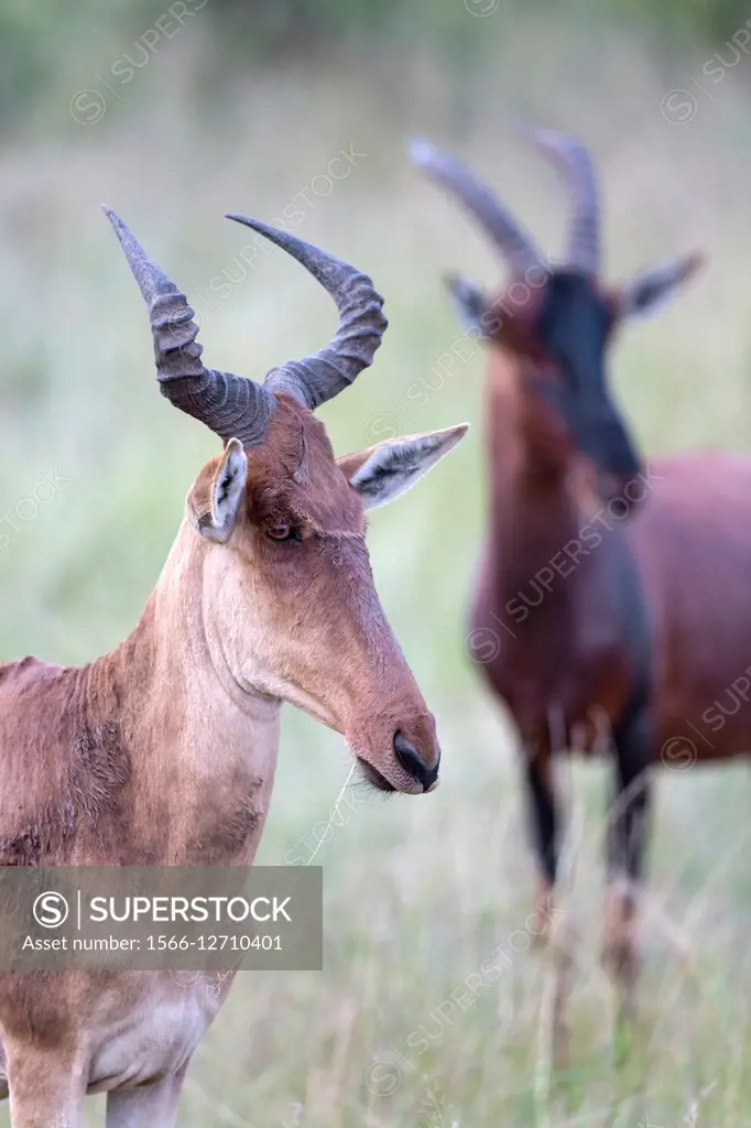 Coke´s Hartebeest (Alcelaphus buselaphus cokii) and Topi (Damaliscus jimela), Masai Mara, Kenya.