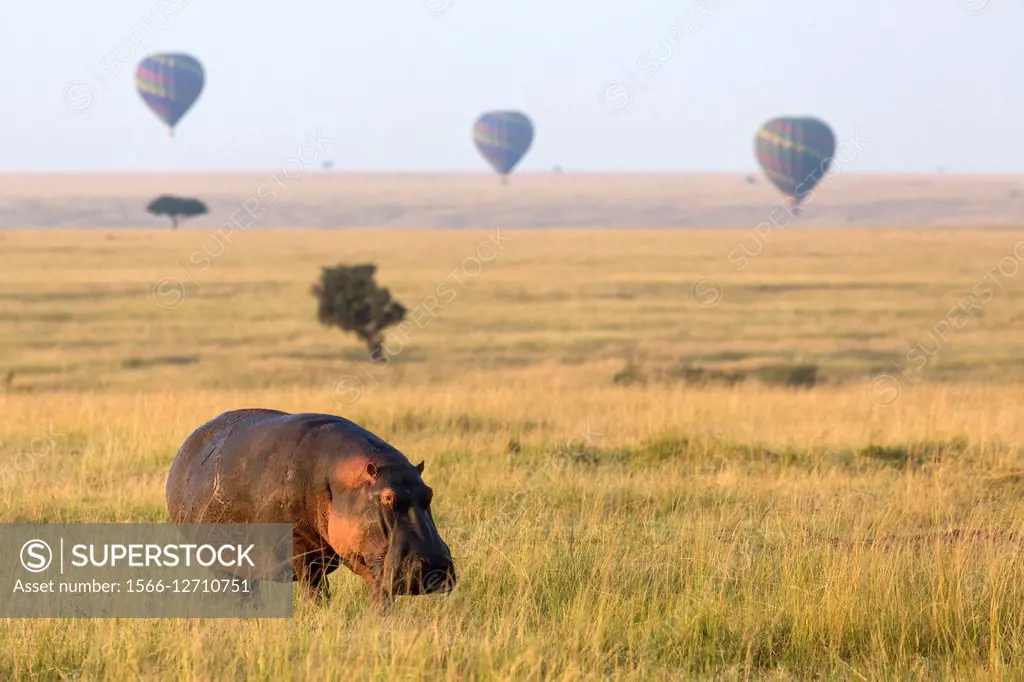 Hippopotamus (Hippopotamus amphibius) in grassland with hot air balloons, Masai Mara, Kenya.