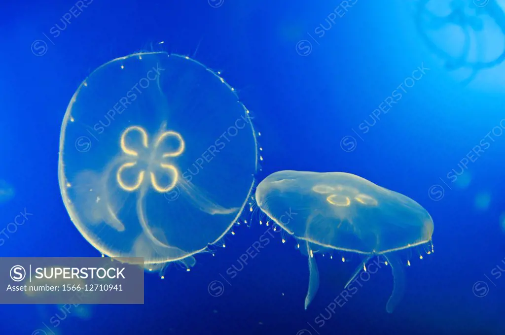 moon jellyfish Aurelia aurita, Aquarium of San Sebastian, Bay of Biscay, province of Gipuzkoa, Basque Country, Spain, Europe.