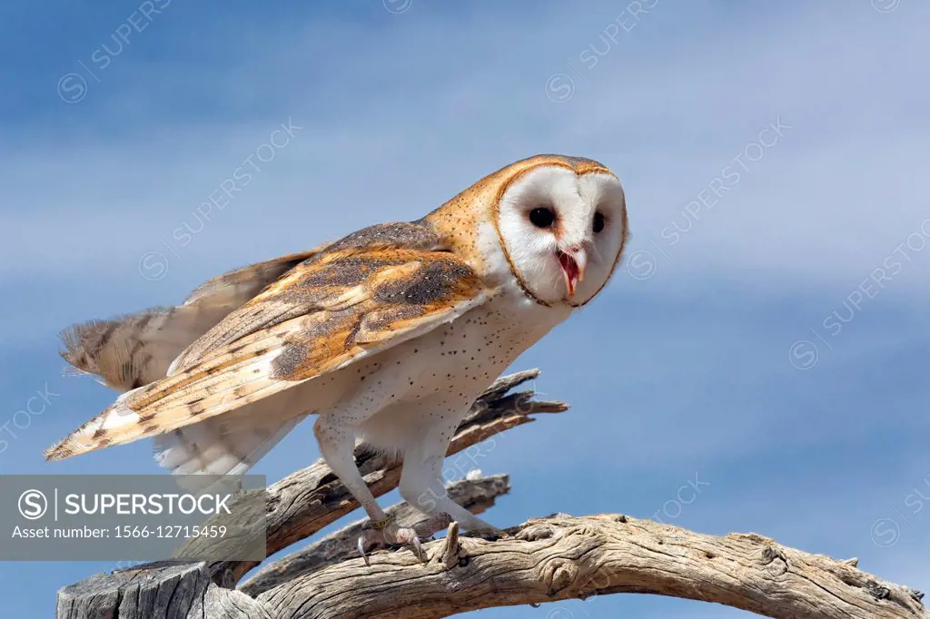 Barn Owl (Tyto alba).