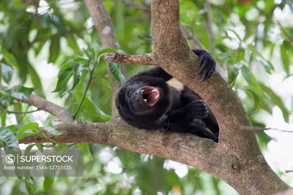 Male Mantled Howler Monkey (Alouatta palliata), Costa Rica.