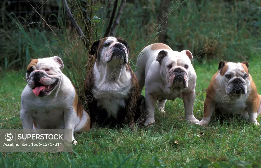 English Bulldog - Four dogs (Canis familiaris).