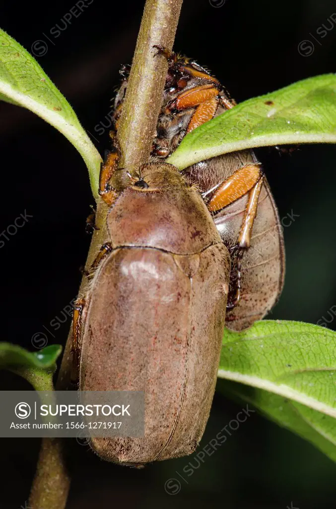 Beetles. Image taken at Kampung Satau, Sarawak, Malaysia.