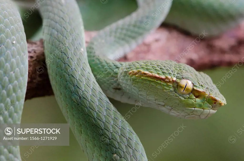 Green viper. Image taken at Kampung Satau, Sarawak, Malaysia.