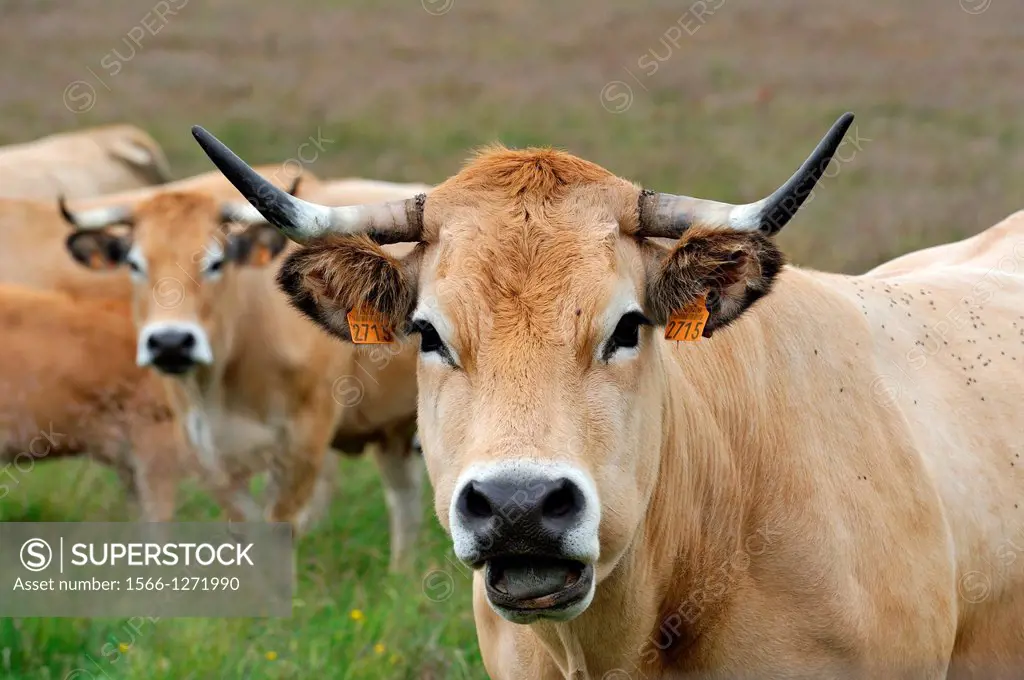 cattle in Aubrac plateau, Lozere departement, Languedoc-Roussillon region, France, Europe