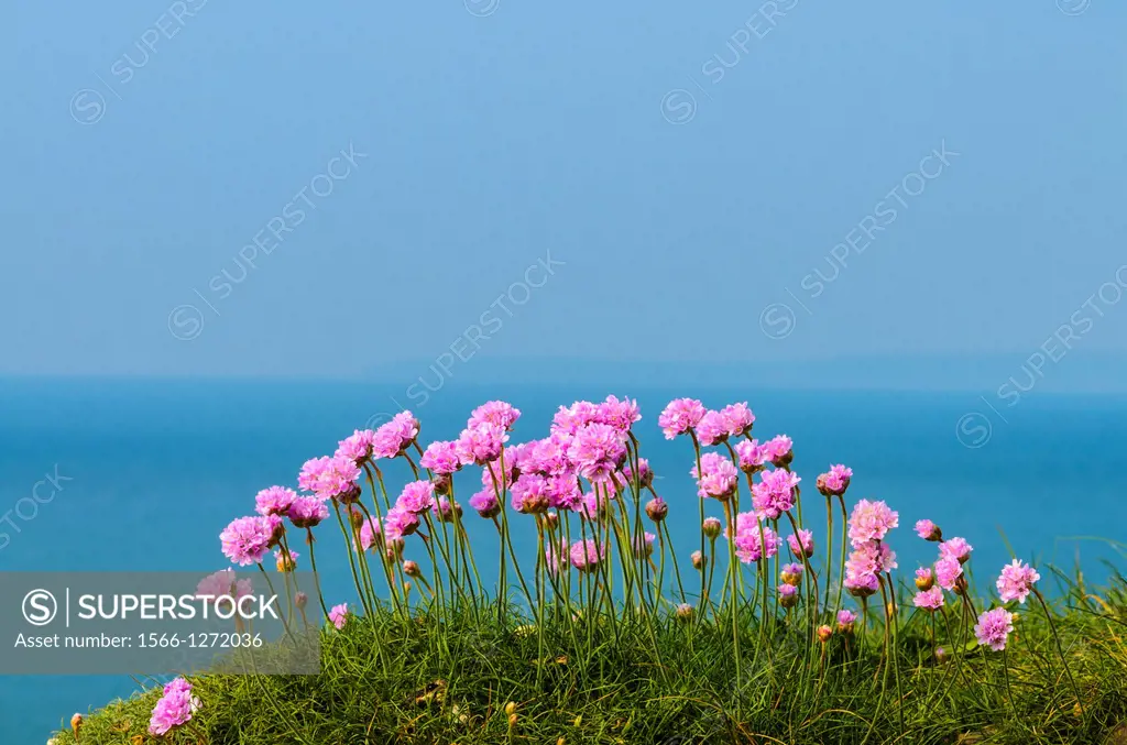 Thrift in flower overlooking the Atlantic sea on the Devon coast, England