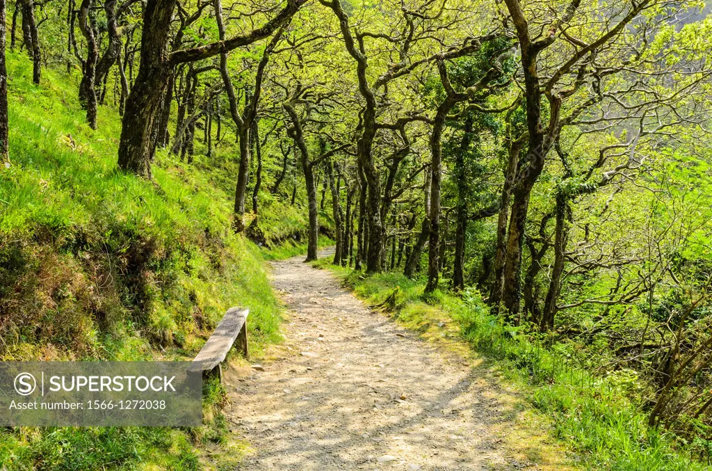 Pathway through Oak trees in Barton Wood in Exmoor National Park near Lynmouth, Devon, England