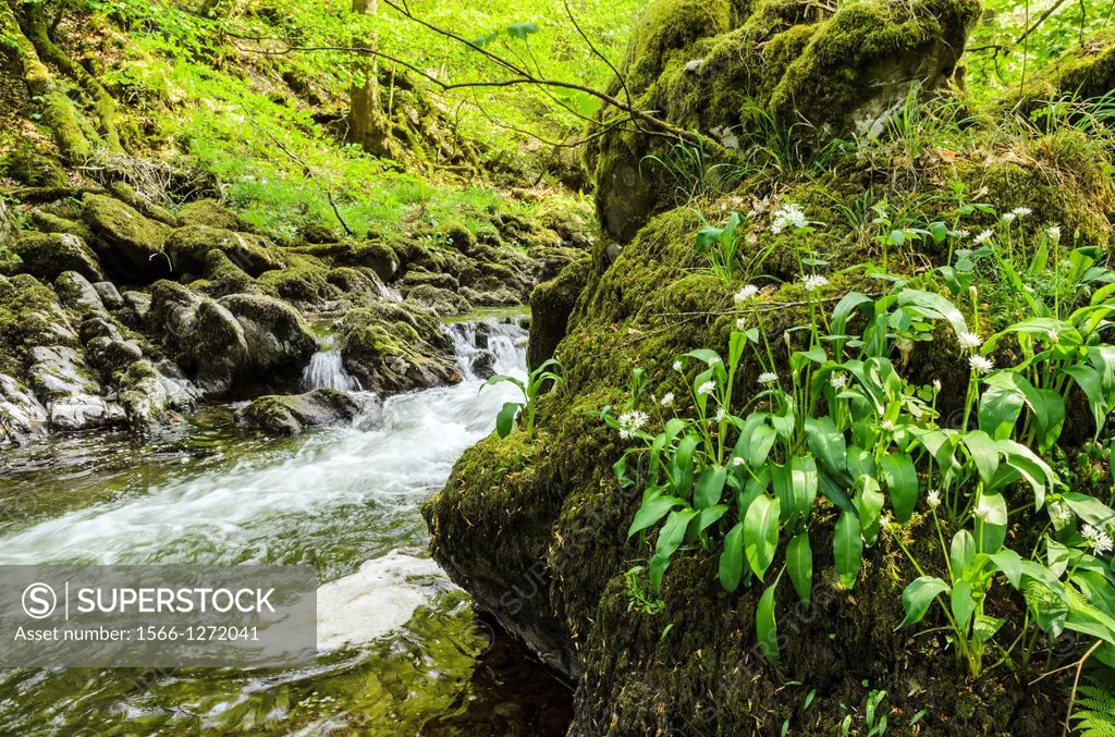 Wild Garlic growing on the riverbank of the East Lyn River in Exmoor National Park, Devon, England