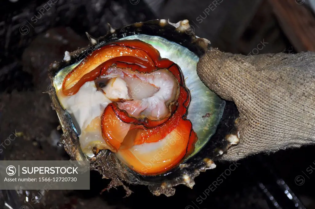Iriomote, Okinawa, Japan: a fisherman holding a shell with shellfish