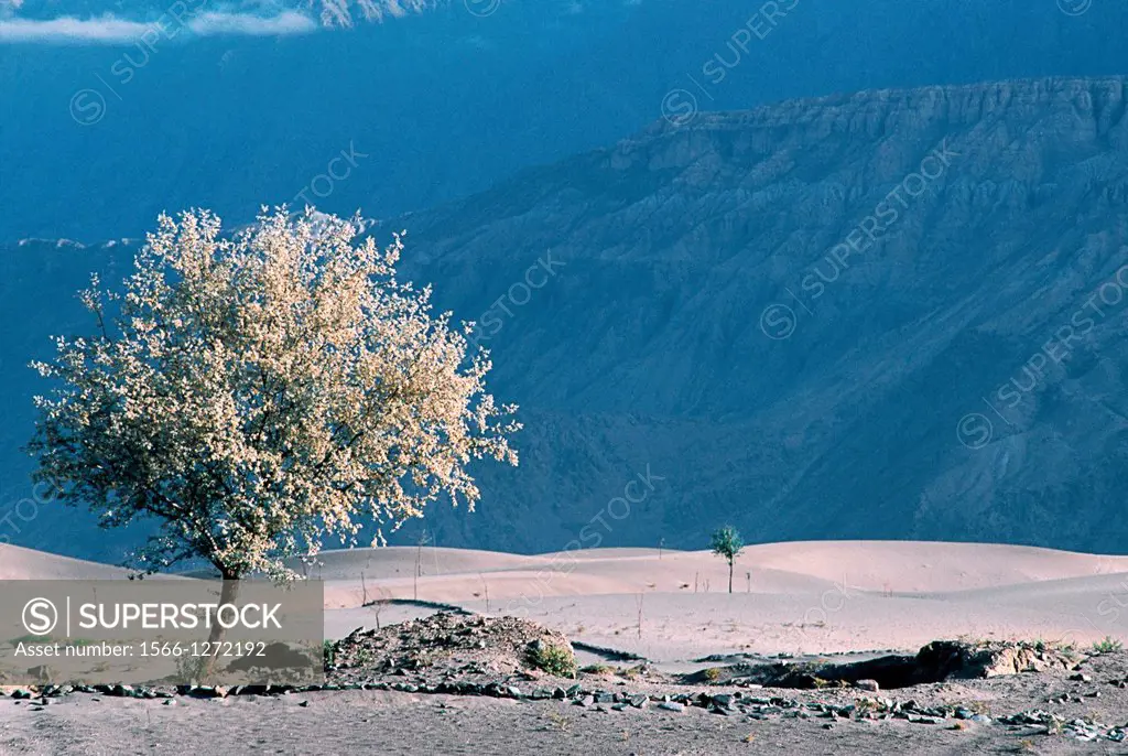 Blossoming tree in Baltistan region, Pakistan.