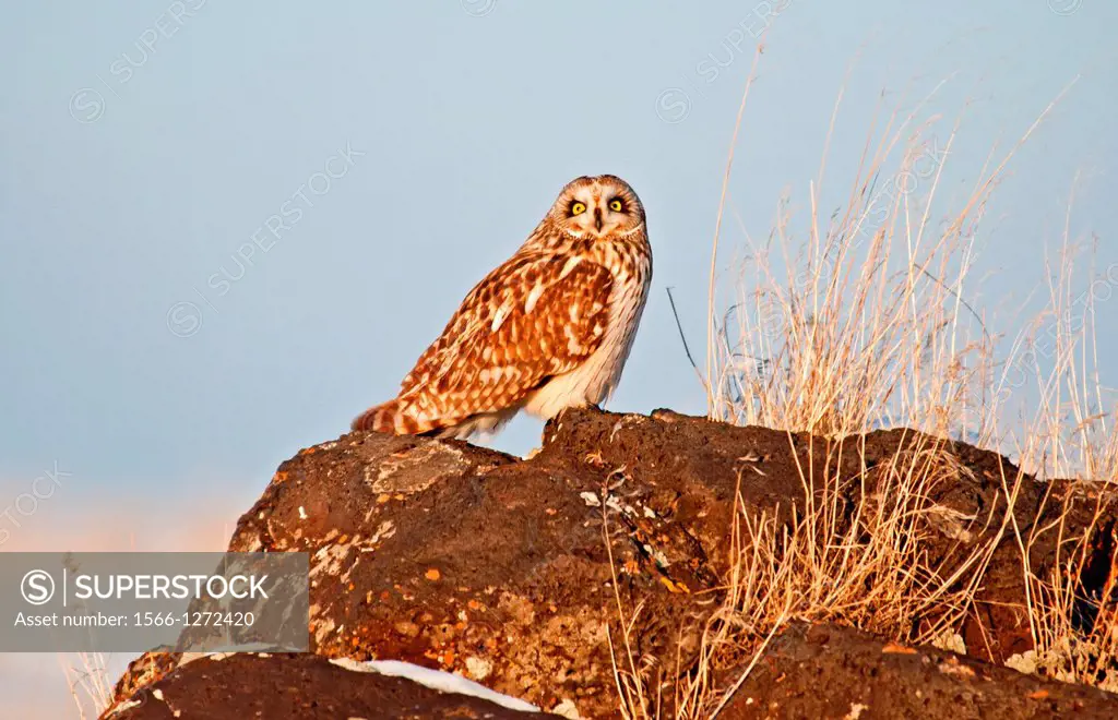 Short Eared Owl in the sagebrush along the Snake River Canyon rim above the Snake River near Shoshone Falls and the city of Twin Falls in southern Ida...