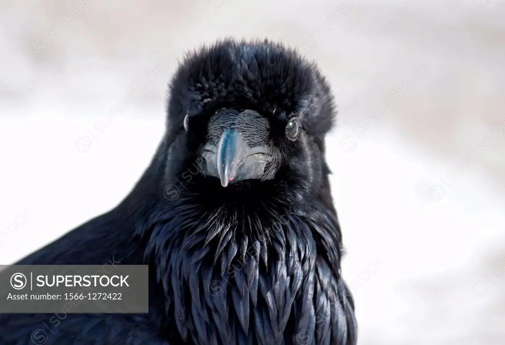 Common Raven below Miller Butte during winter at The National Elk Refuge near the city of Jackson in northern Wyoming