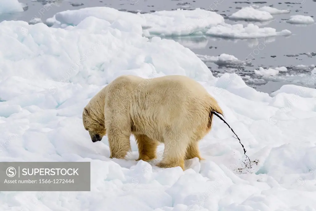 Adult polar bear (Ursus maritimus) defecating on the ice in Bear Sound, Spitsbergen Island, Svalbard, Norway