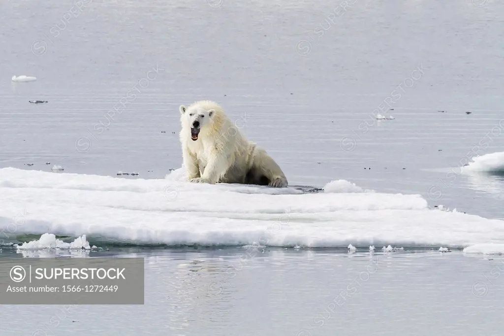 Adult polar bear (Ursus maritimus) coming onto the ice in Bear Sound, Spitsbergen Island, Svalbard, Norway
