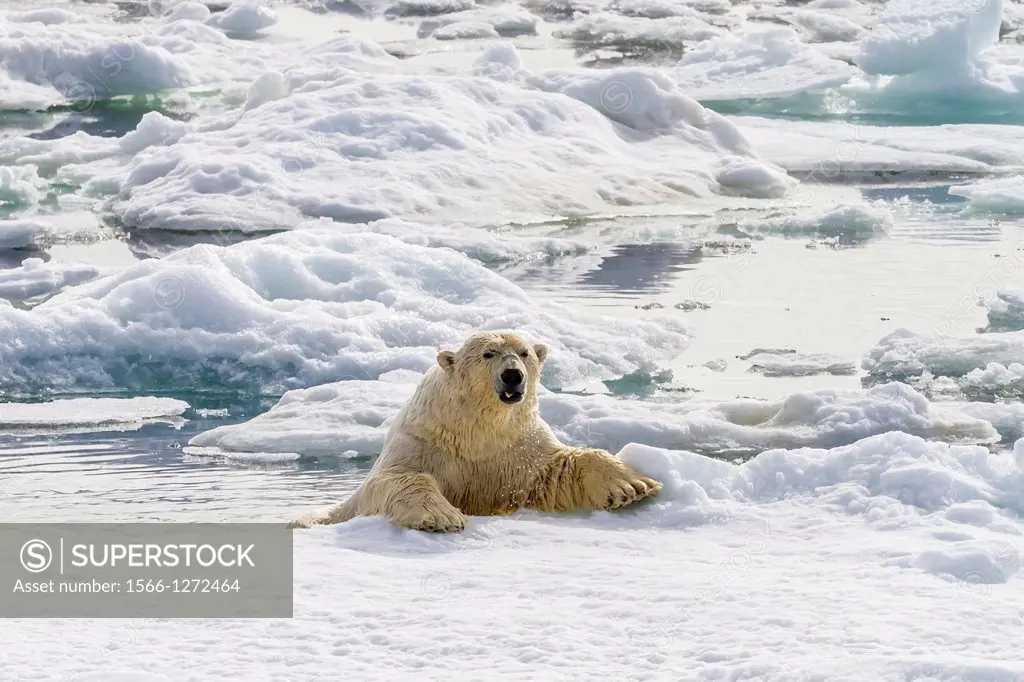 Adult polar bear (Ursus maritimus) swimming in the icy sea in Bear Sound, Spitsbergen Island, Svalbard, Norway