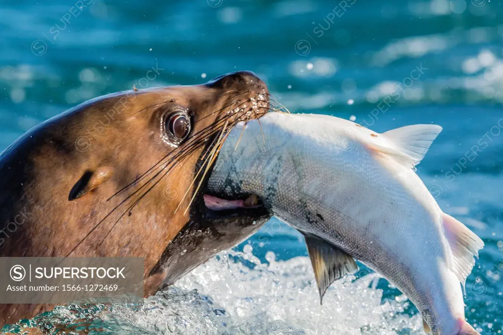 Adult Northern (Steller) sea lion (Eumetopias jubatus) bull catching and eating a salmon in Inian Pass, Southeastern Alaska, USA, Pacific Ocean.