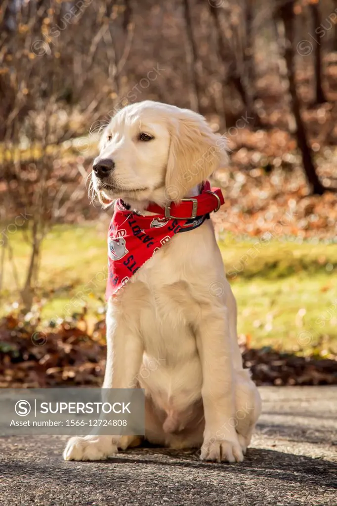 12 week old golden retriever puppy wearing red bandana, the day it left his mother and his brother and sister litter-mates, model released, mr# 6531.