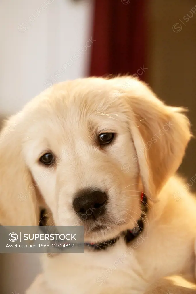 Poprtrait of 10 week old golden retriever puppy the day it left his mother and his brother and sister litter-mates model released, mr# 6531.